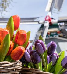 tulips-g7d2fafb25_1920.jpg